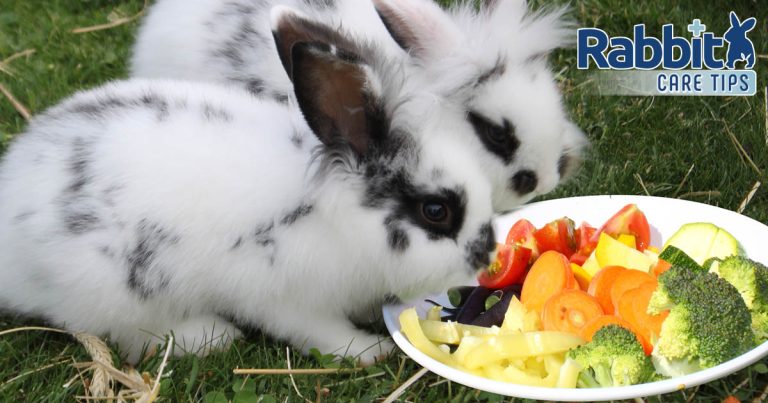 What Vegetables Can Rabbits Eat The Definitive Guide