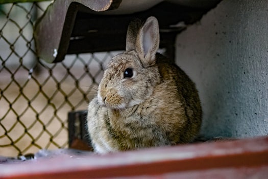 How To Tell If Your Rabbit Is Sad Or Depressed Rabbit Care Tips