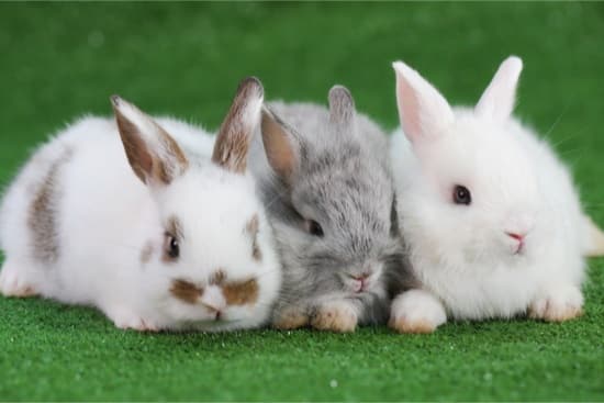 Can You Keep Two Rabbits Together? — Rabbit Care Tips