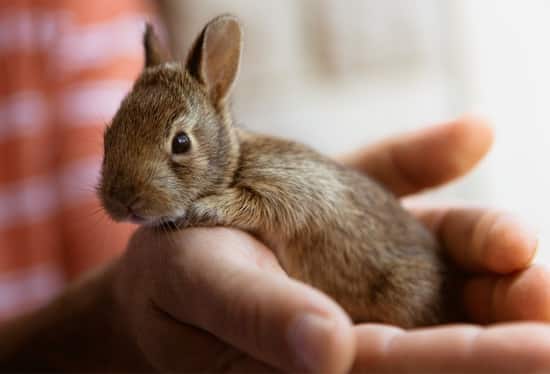 When Do Baby Rabbits Get Fur Rabbit Care Tips