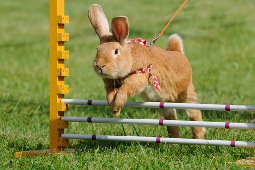 How Much Exercise Do Rabbits Need Each Day? — Rabbit Care Tips