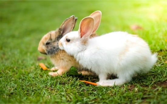 How Much Exercise Do Rabbits Need Each Day? — Rabbit Care Tips