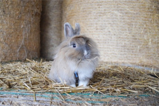 Why Do Rabbits Eat Their Own Poop? — Rabbit Care Tips