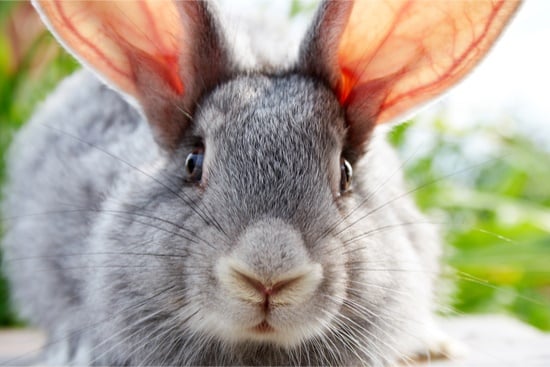 Why Does Rabbit Fur Change Color? — Rabbit Care Tips