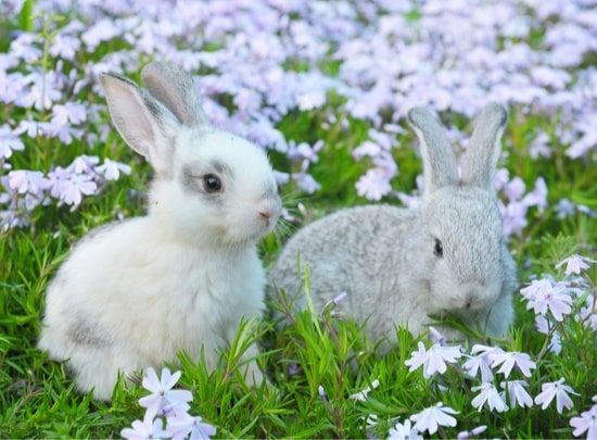 Can I Keep Two Rabbits Together