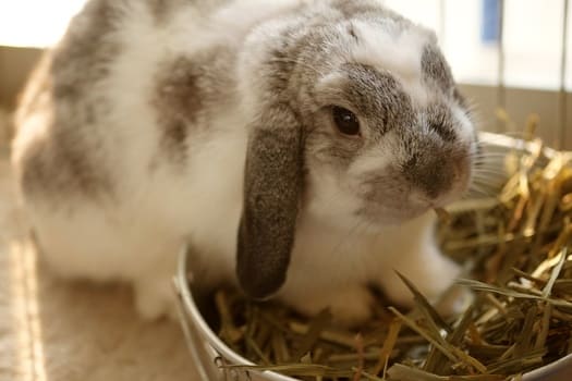 Why Do Rabbits Wiggle Their Noses? — Rabbit Care Tips