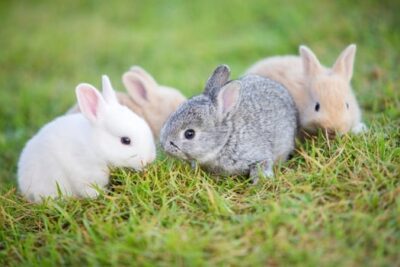 newborn baby rabbits