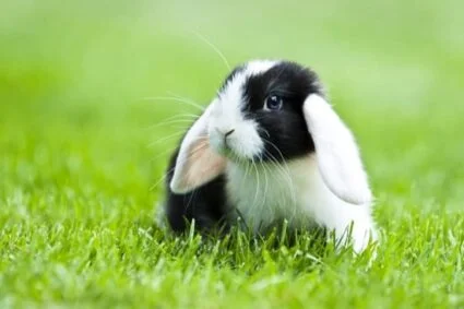 why do rabbits twitch their noses?