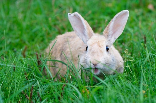 Are Pet Rabbit Bites Dangerous? — Rabbit Care Tips