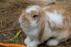 When Do Holland Lop Rabbits Stop Growing?