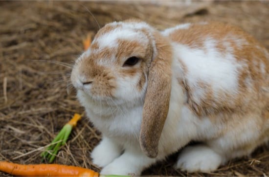 What Age Do Rabbits Stop Growing? — Rabbit Care Tips