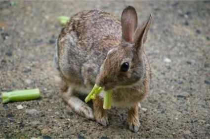 are baby rabbits allowed celery?