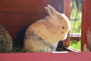 How to Get Rid of Urine Stains on Your Rabbit’s Feet and Fur