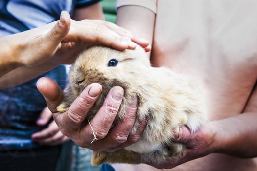 When Can You Handle Baby Rabbits Rabbit Care Tips