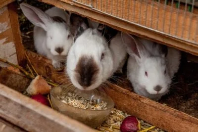 How To Protect Rabbits from Predators Rabbit Care Tips