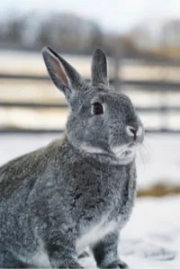 Chinchilla Rabbits