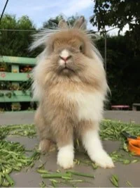 Lionhead Rabbits