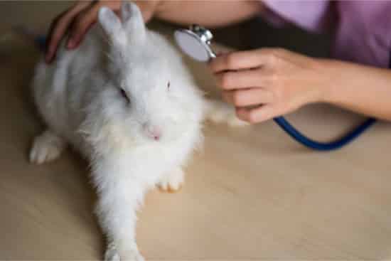 10 Signs That Your Rabbit Is Dying — Rabbit Care Tips