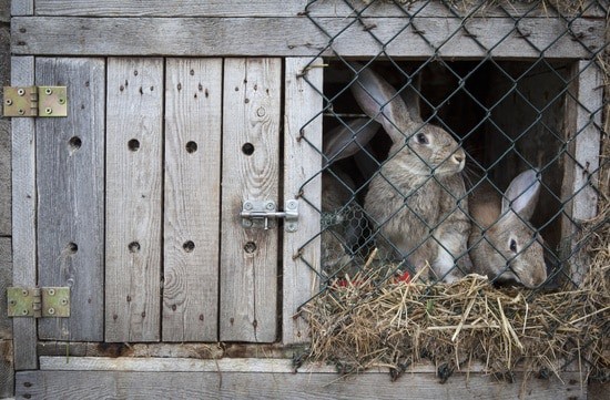 Is Eating Paper Bad for Rabbits? — Rabbit Care Tips