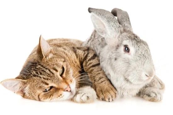 do cats and rabbits get along as pets?