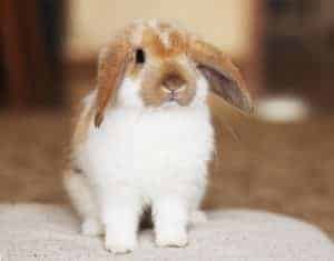 Safely Treating Wet Tail in Rabbits (Urine Scalding) — Rabbit Care Tips