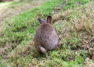 How to Clean a Rabbit’s Bum — Rabbit Care Tips