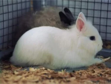 rabbit hiccups treatment