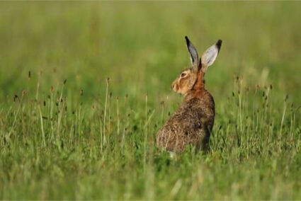 what's the difference between a rabbit and a hare?