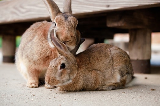 How Do Rabbits Communicate with Each Other? — Rabbit Care Tips