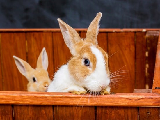 how-to-deal-with-false-pregnancy-in-rabbits-rabbit-care-tips