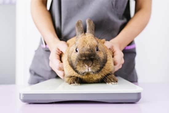 how-to-deal-with-false-pregnancy-in-rabbits-rabbit-care-tips