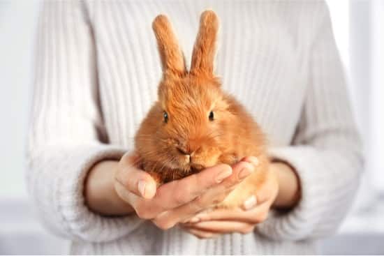 how-to-deal-with-false-pregnancy-in-rabbits-rabbit-care-tips