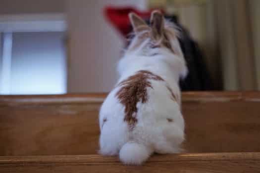 rabbit climbing toys