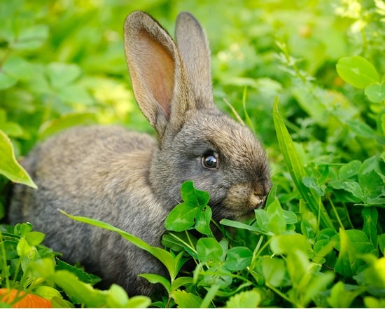 8 Foods That Are Fatal to Rabbits (or Must NEVER Be Fed to a Rabbit)