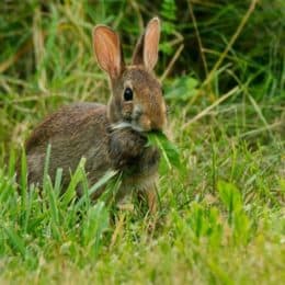 How To Tell If Your Rabbit Is Sad Or Depressed Rabbit Care Tips