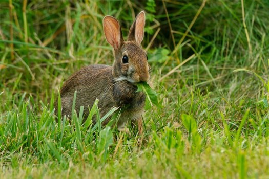 How to Tell if a Rabbit is Wild or Domestic — Rabbit Care Tips