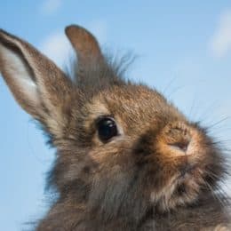 My Rabbit's Back Legs Have Stopped Working (Weak, Wobbly ...