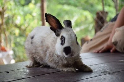 How to Calm Down a Stressed Rabbit