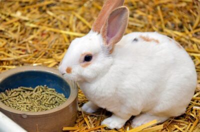rabbit pellets eat food diet healthy
