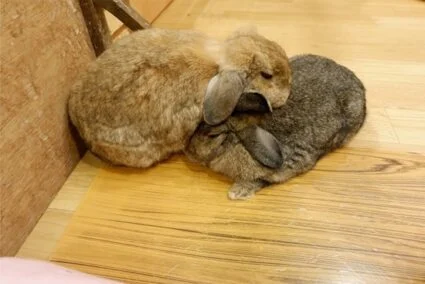 aggressive grooming in rabbits