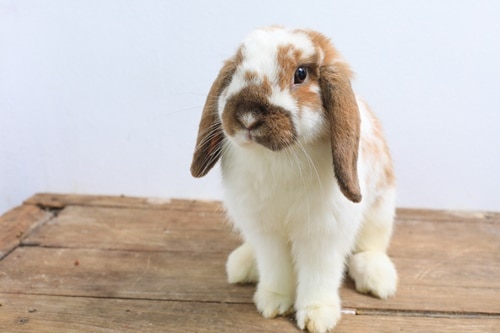 Keeping a Single Rabbit (Is It OK to Have One Rabbit?)