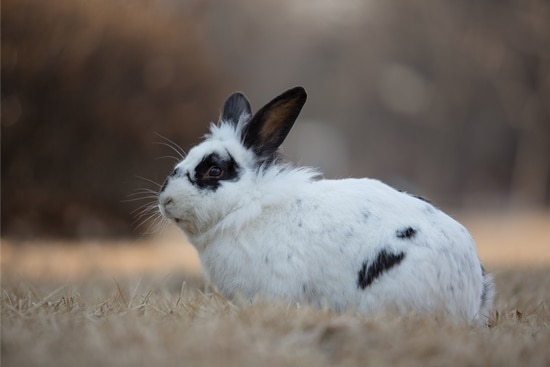 how-often-do-rabbits-pee-and-poop-rabbit-care-tips