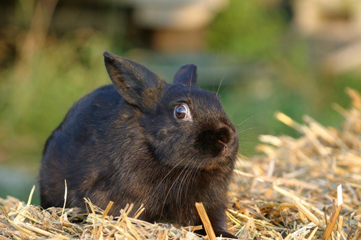 how-to-calm-down-a-stressed-rabbit-rabbit-care-tips