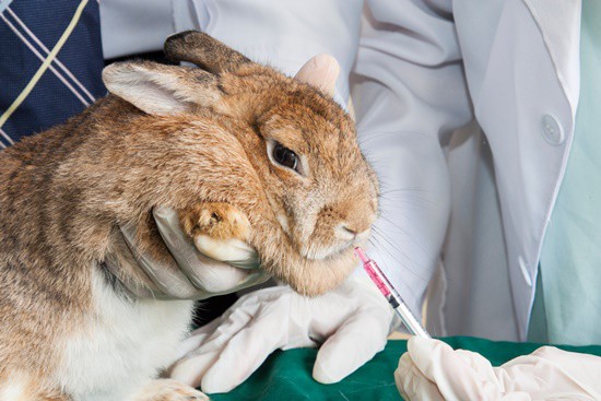 Why is My Rabbit Bleeding? Causes of Blood Loss in Pet Rabbits