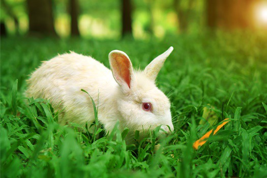 how-to-calm-down-a-stressed-rabbit-rabbit-care-tips