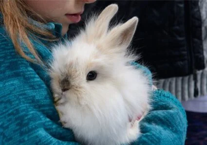 what temperature does a Lionhead Rabbit need?