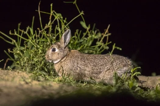 Do rabbits have good night vision?