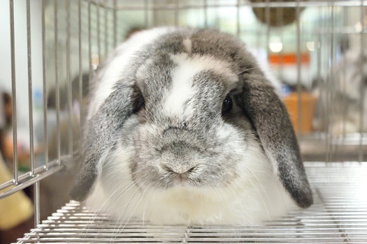 What's the Longest You Can Leave a Rabbit Alone? — Rabbit Care Tips