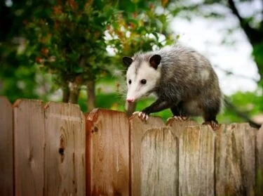 do possums kill rabbits?