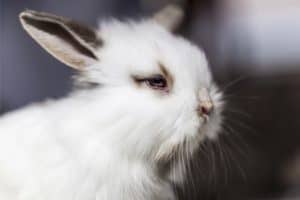 Do Rabbits Blink Their Eyes? — Rabbit Care Tips